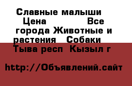 Славные малыши! › Цена ­ 10 000 - Все города Животные и растения » Собаки   . Тыва респ.,Кызыл г.